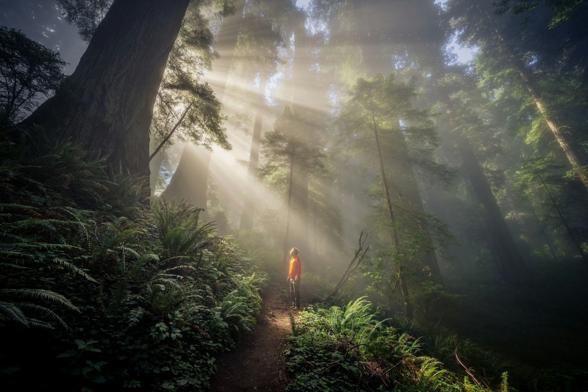 A person standing on a forest path in a redwood grove, looking up as shafts of morning light break through the mist