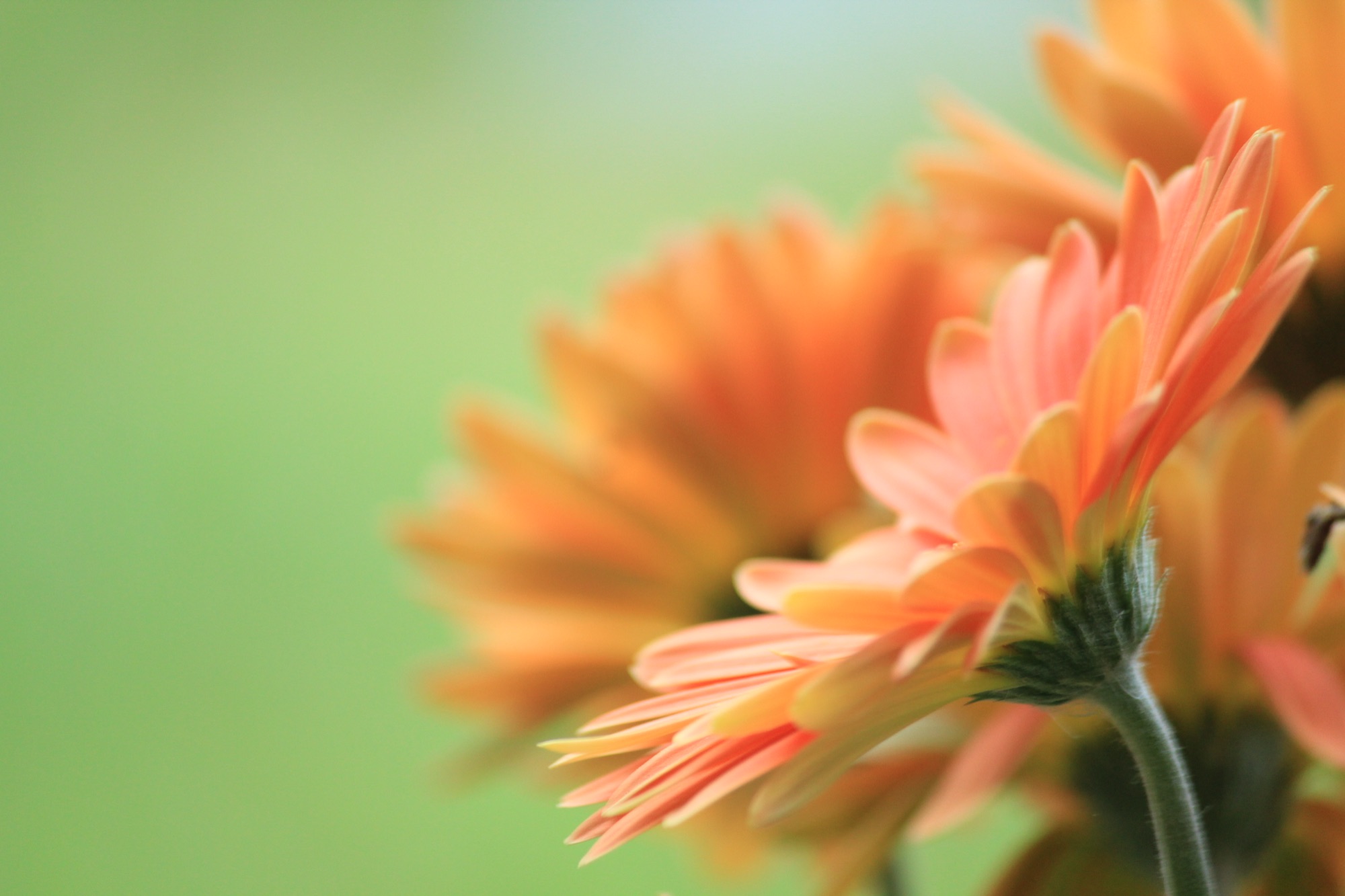 Close-up of coral and orange gerbera daisies against a soft green background