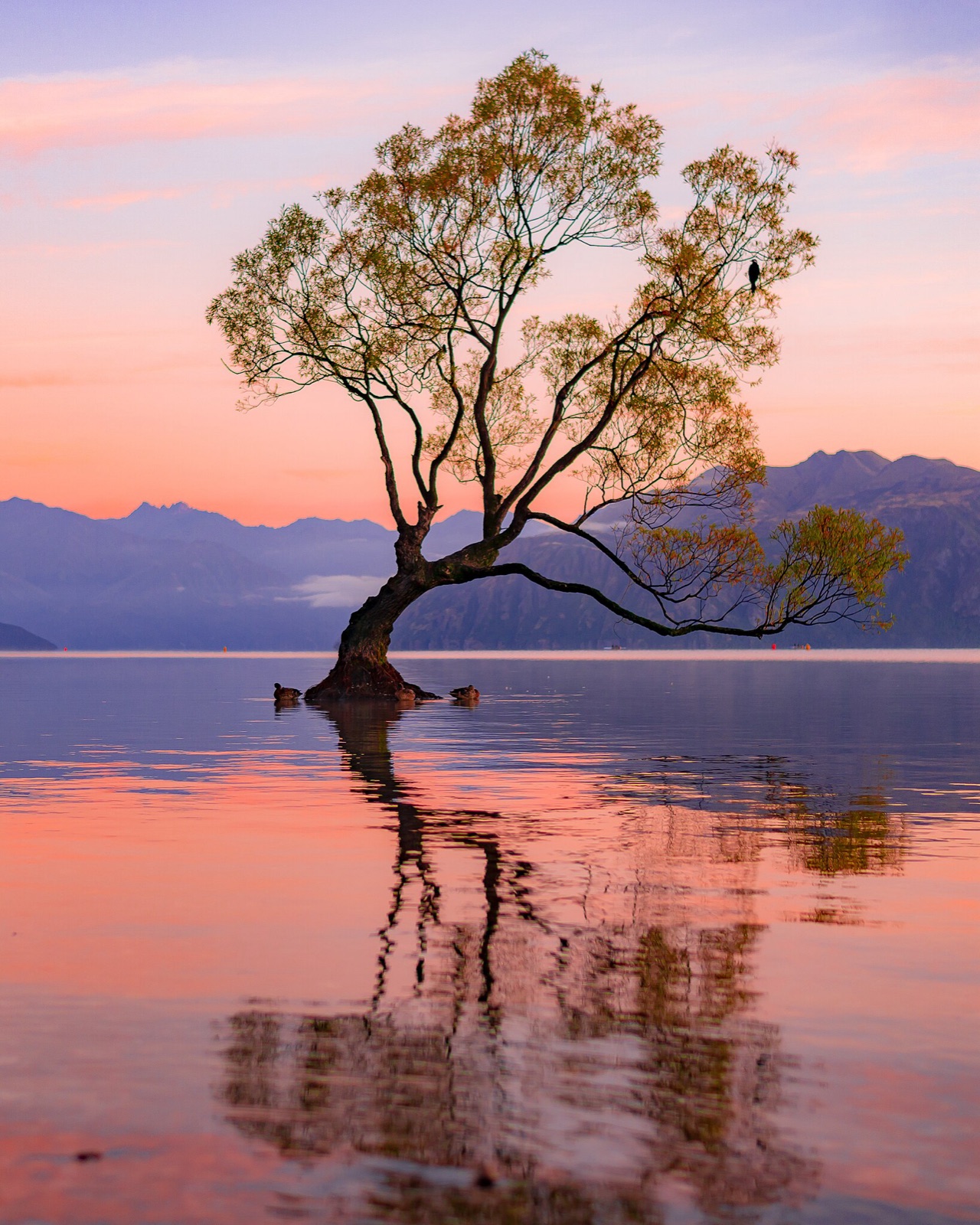 A lone willow tree standing in the still water of Lake Wanaka at sunrise, mountains and a pink-and-coral sky mirrored on the surface